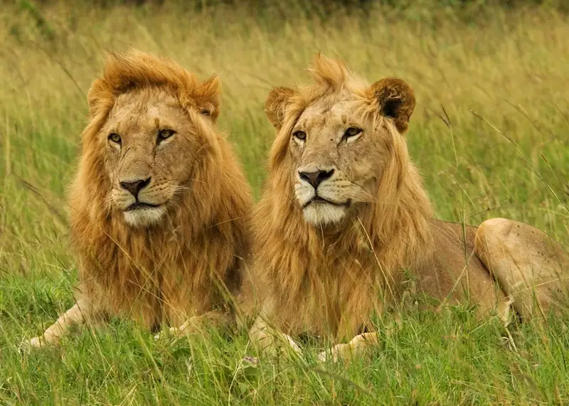 8 Days Samburu and Masai Mara Safari