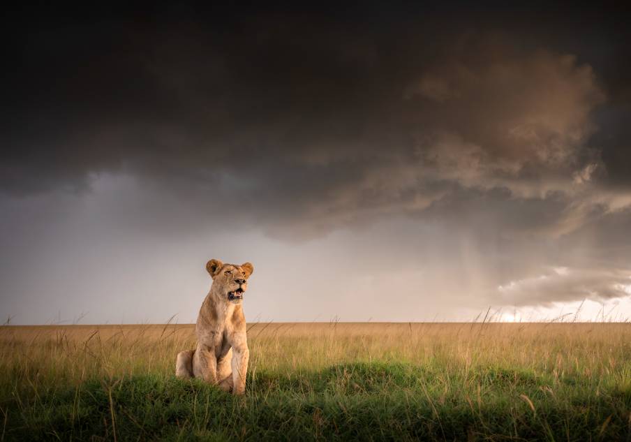 4 Days Masai Mara Safari