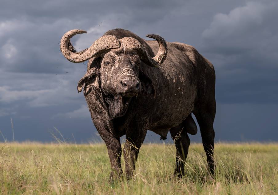 Best Time to Spot the Big Five
