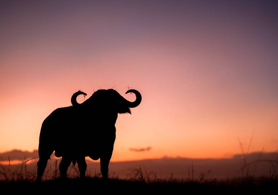 4 Days Masai Mara Safari