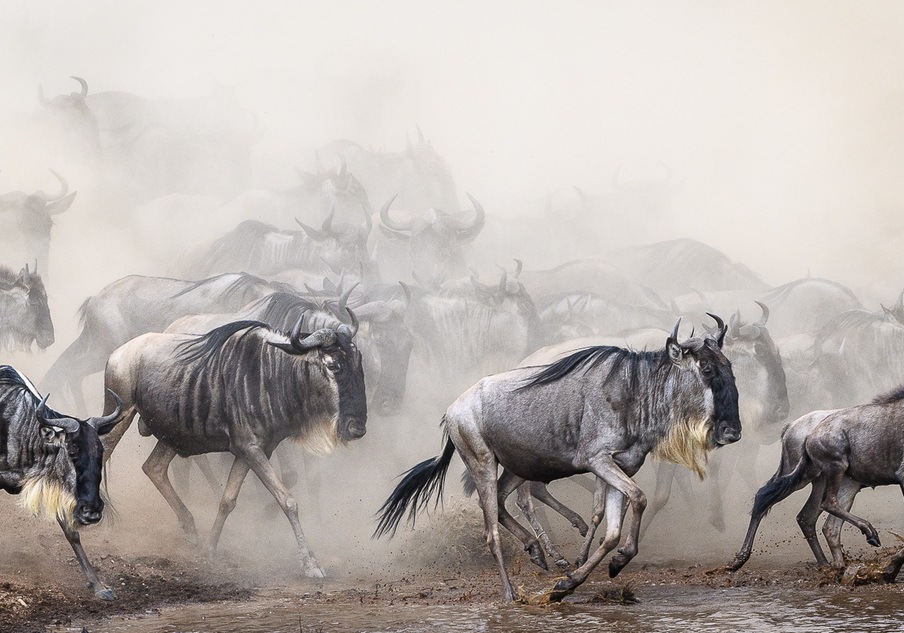 Wildebeests Crossing the Grumeti River in Serengeti