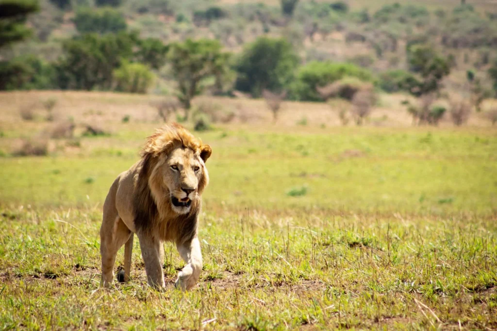 3 Days Kidepo Valley National Park Safari