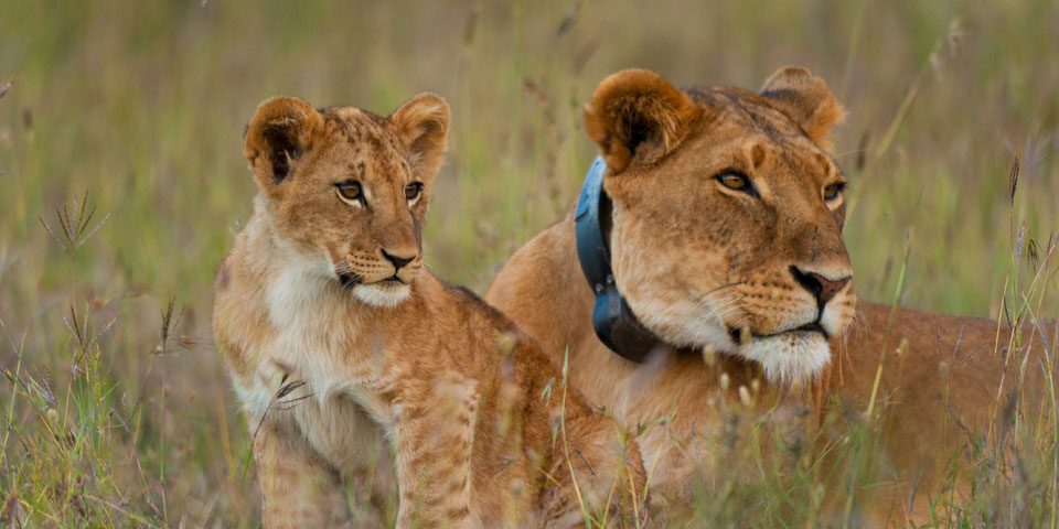 Queen Elizabeth National Park