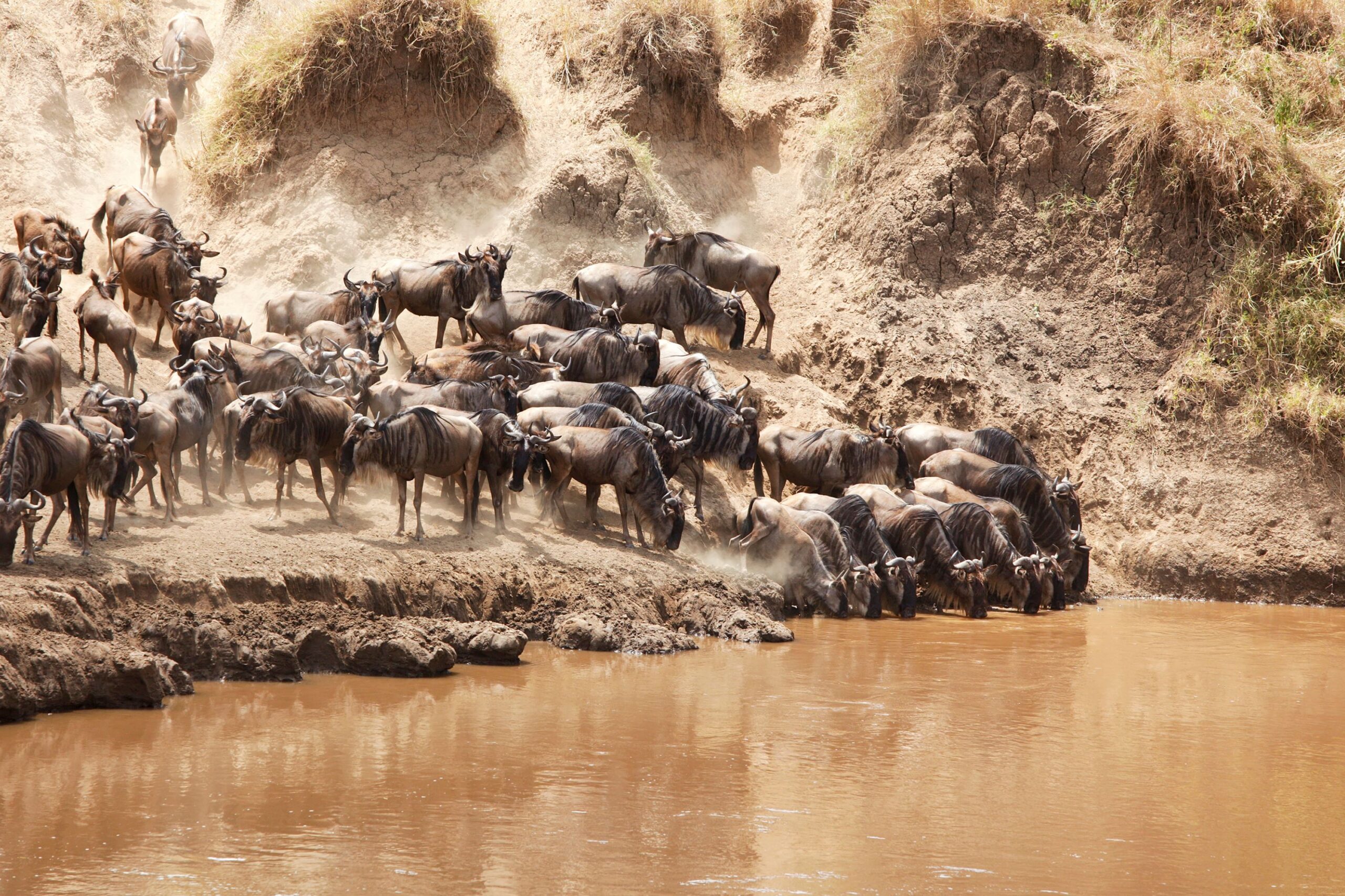 The Wildebeest Migration in July