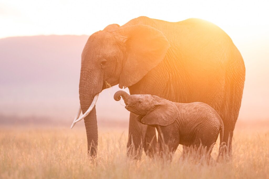 10 Reasons You Should Visit Uganda in 2026