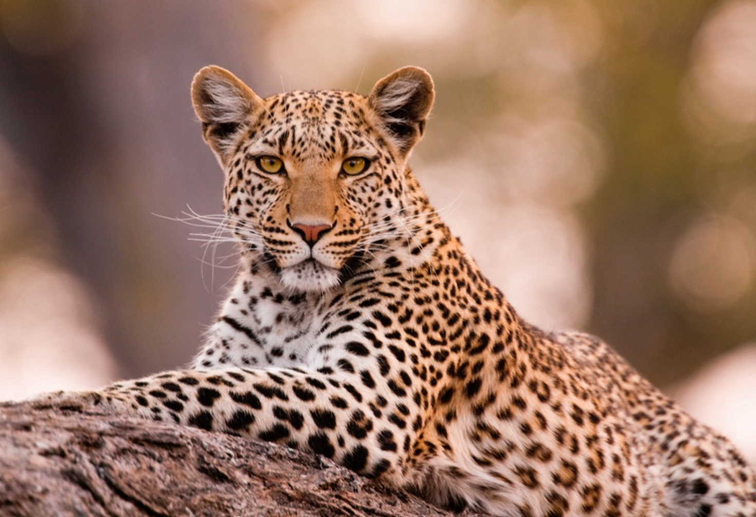 Best Time to Spot the Big Five