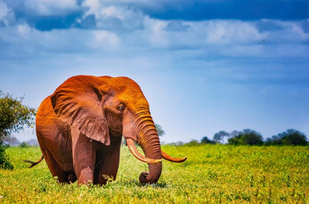 3 Days Tsavo East and Tsavo West Safari