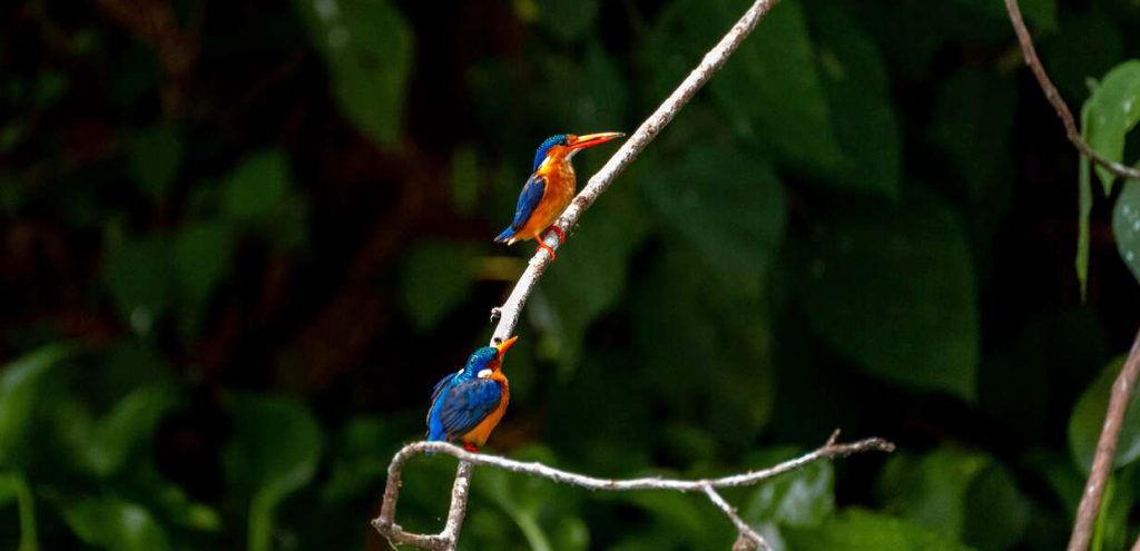 Bwindi Impenetrable National Park