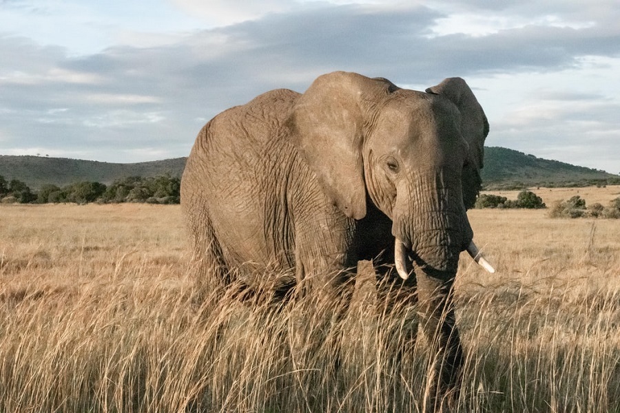 Best Time to Spot the Big Five