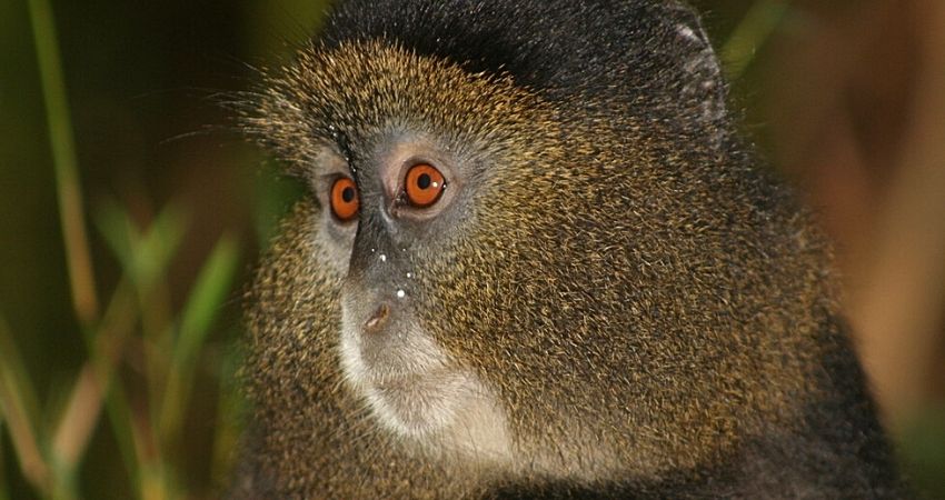 7 Days Kenya Uganda Rwanda Safari from Nairobi City.