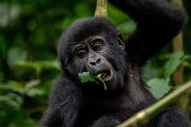 7 Days Rwanda & Tanzania Ultimate Safari