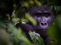 7 Days Kenya Uganda Rwanda Safari from Nairobi City