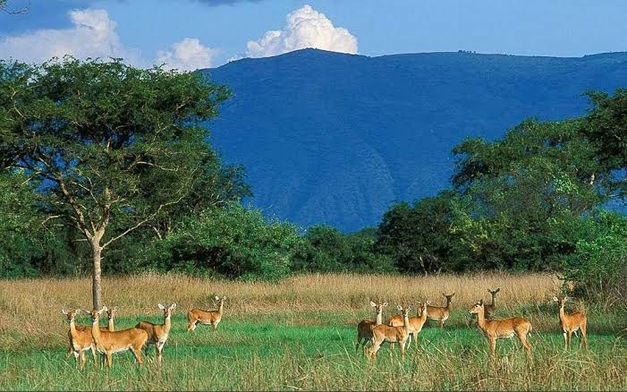 3 Days Semuliki Safari
