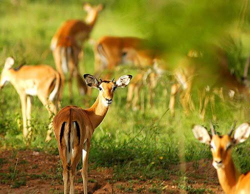 3 Days Lake Mburo National Park Safari