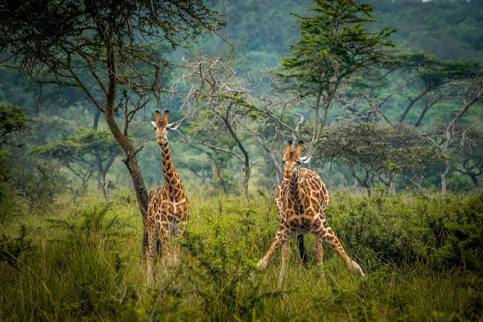 1 Day Akagera National Park Wildlife Safari