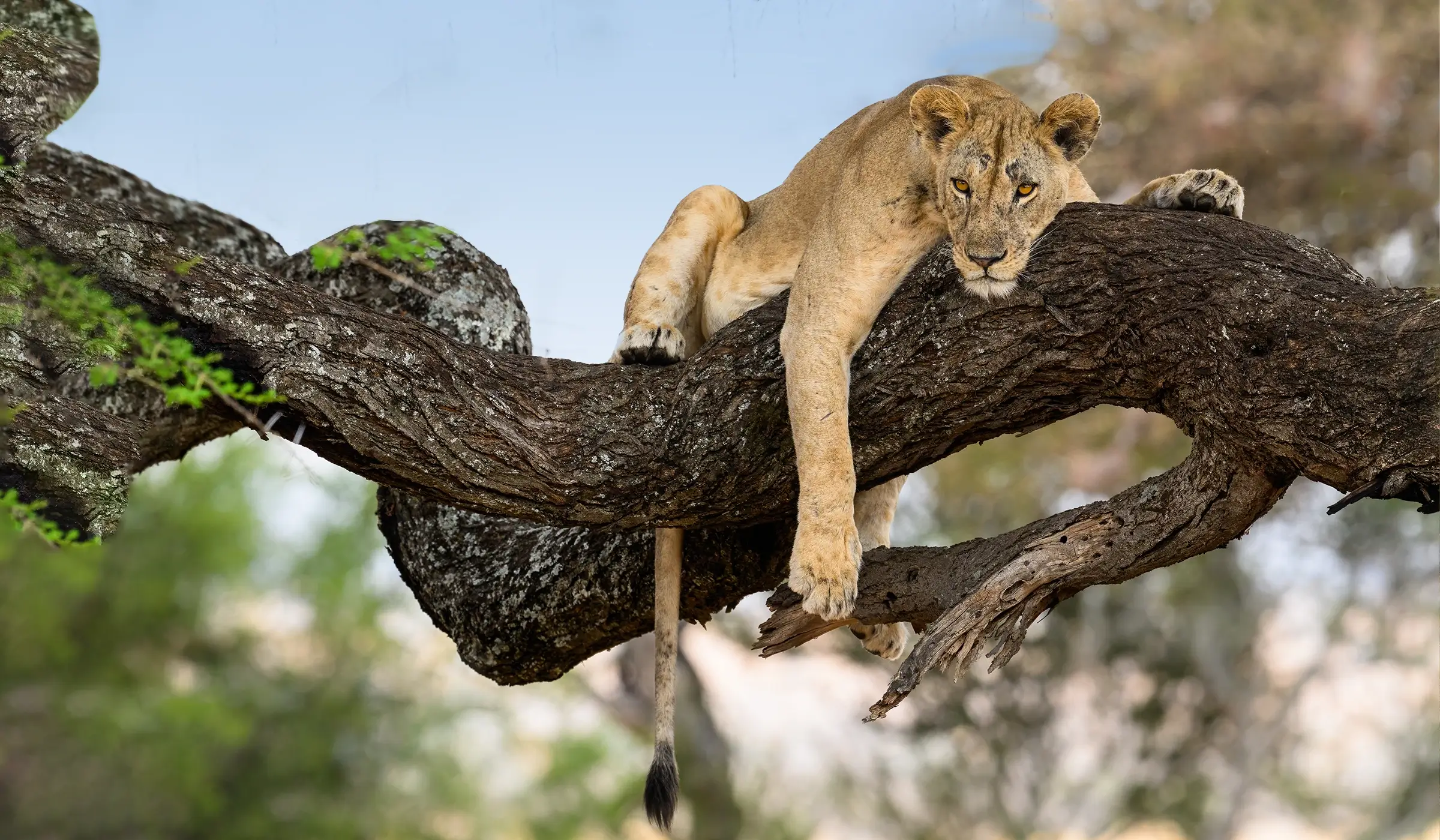 Lake Manyara National Park