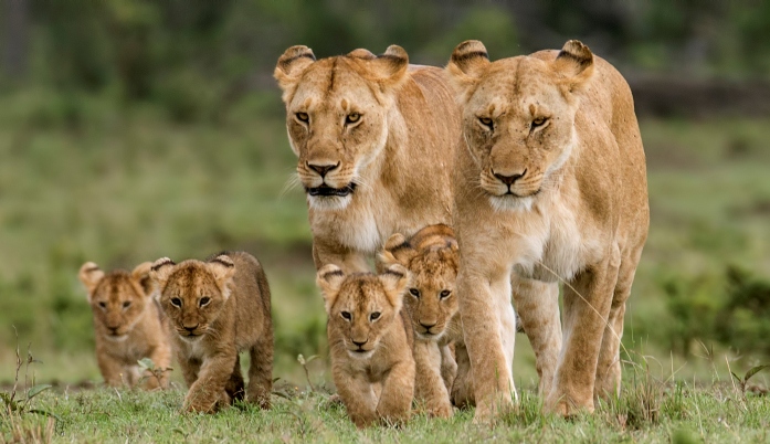 10 Days Gorilla Trekking & Masai Mara Safari