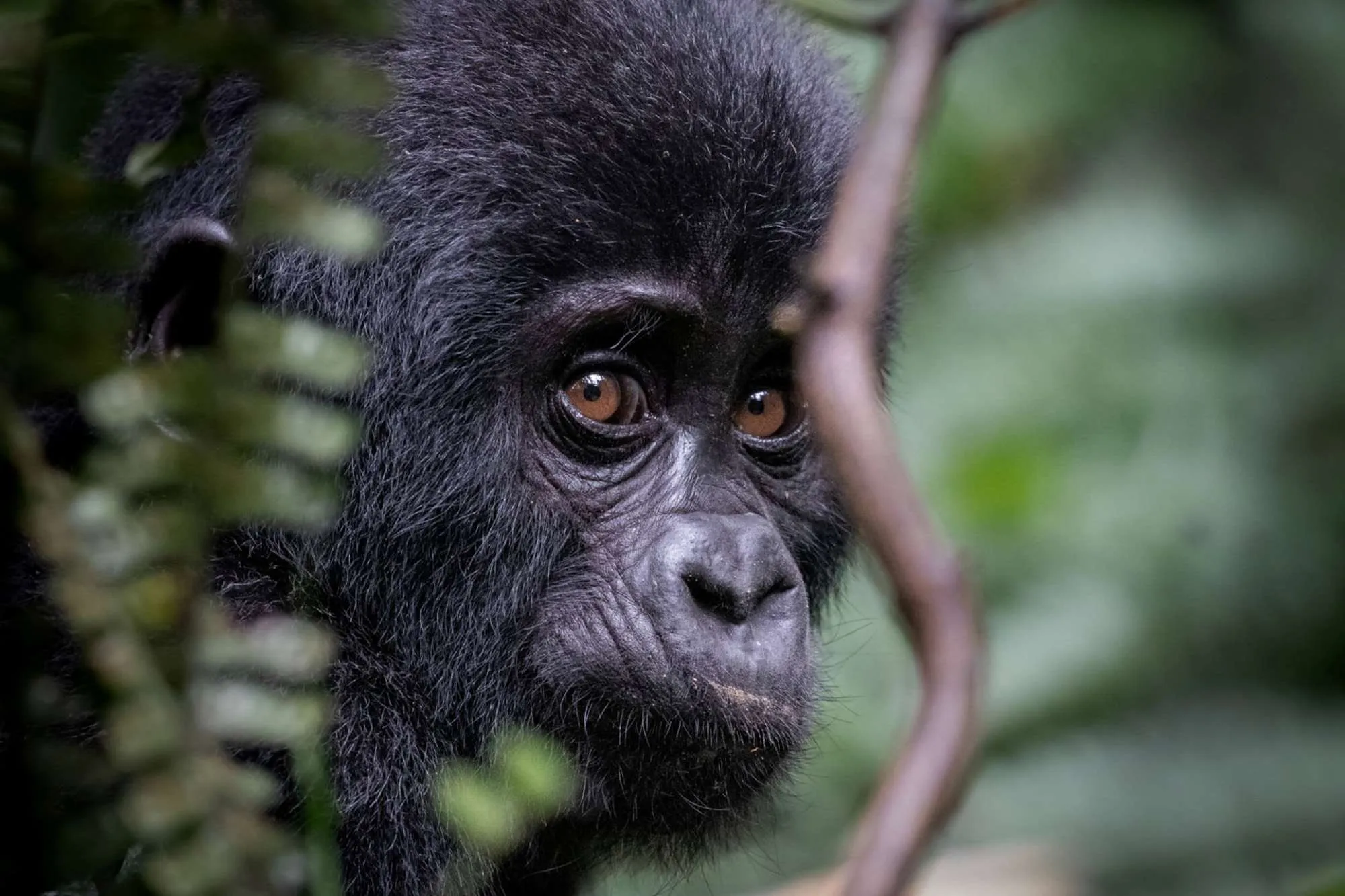 10 Reasons You Should Visit Uganda in 2026