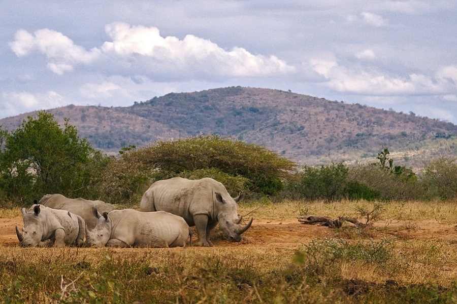 Best Time to Spot the Big Five