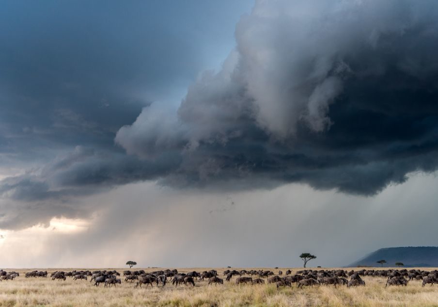 Wildebeests Crossing the Grumeti River in Serengeti