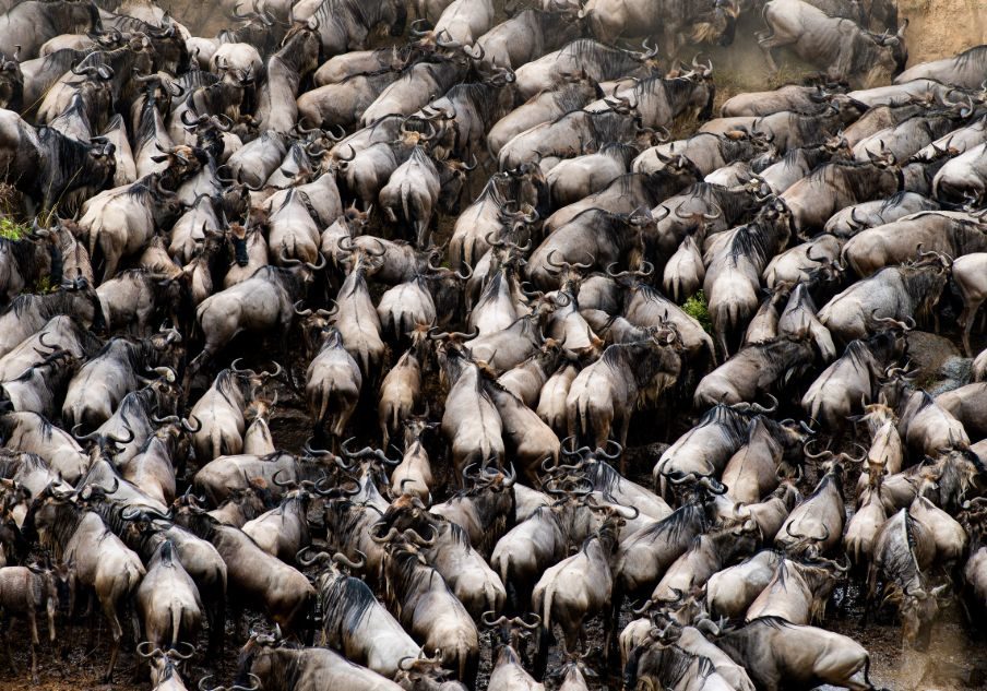 Wildebeests Crossing the Grumeti River in Serengeti