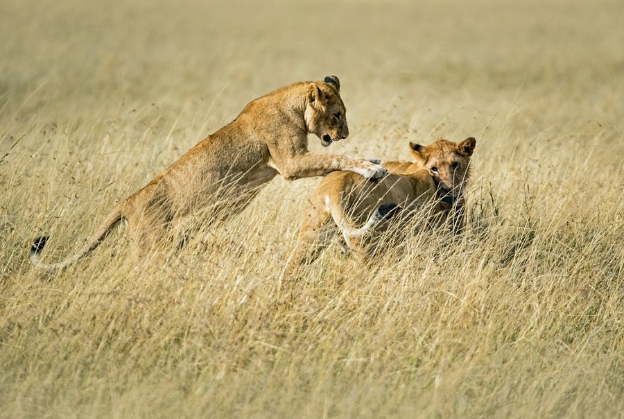 3 Days Masai Mara Safari