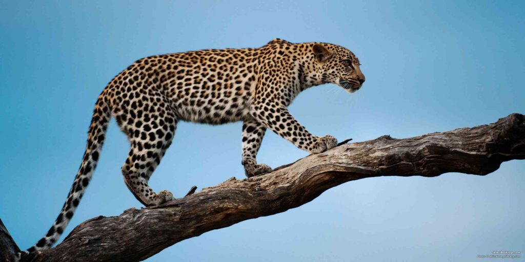 9 Days Kenya Wildlife Safari