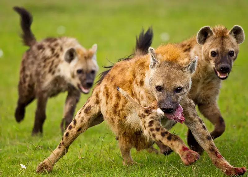 How Much Does a Uganda Safari Cost?