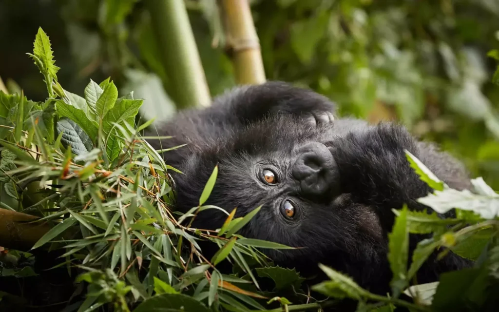 5 Days Uganda Primate Safari (Chimpanzees & Mountain Gorillas)