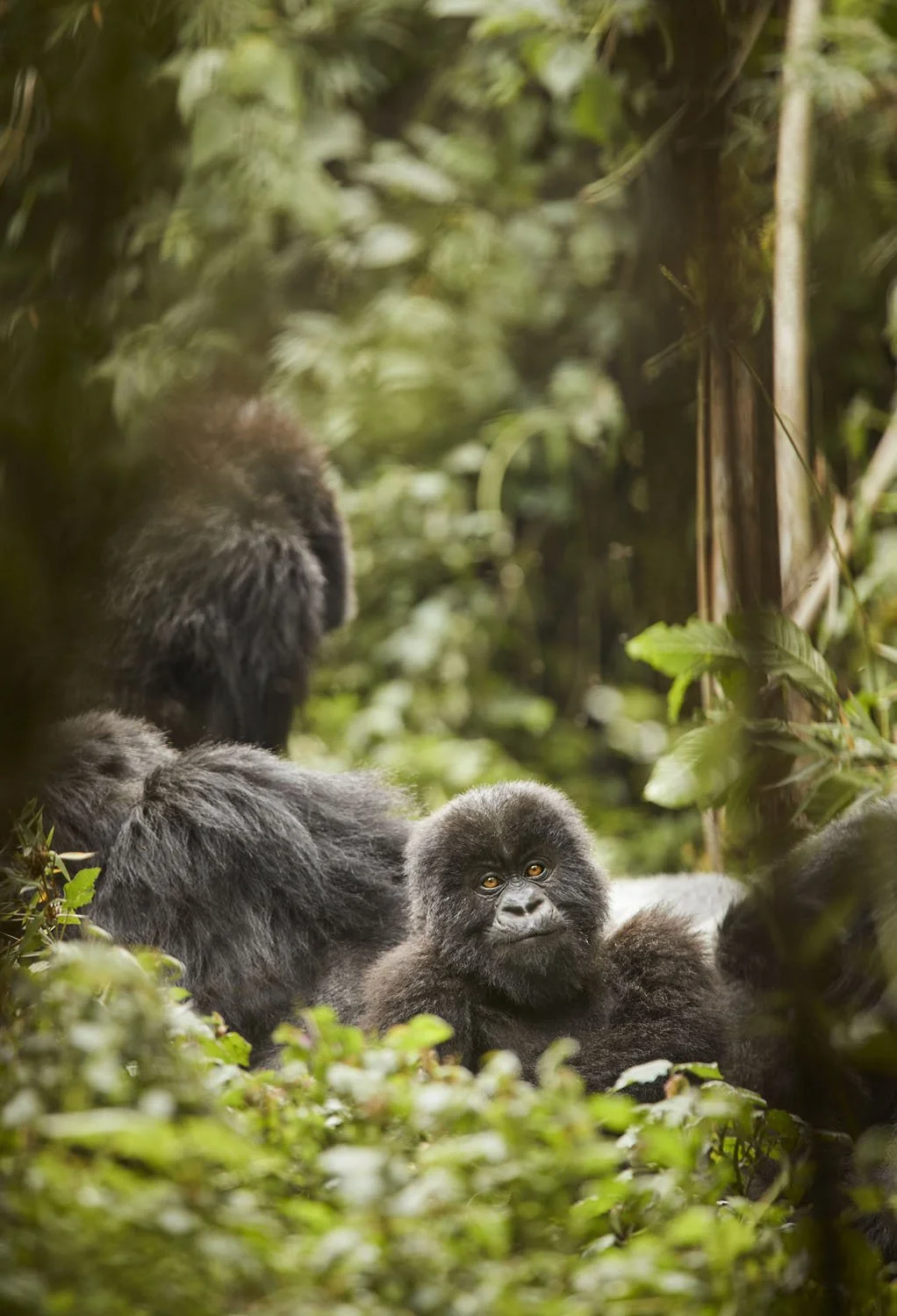 Is gorilla trekking ethical?