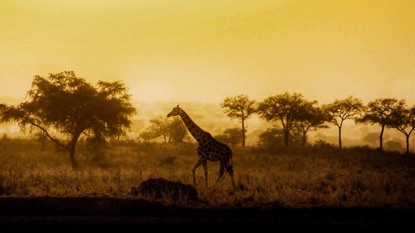 1 Day Akagera National Park Wildlife Safari