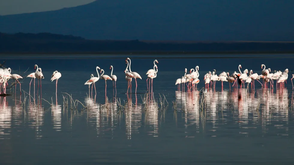 9 Days Kenya Wildlife Safari