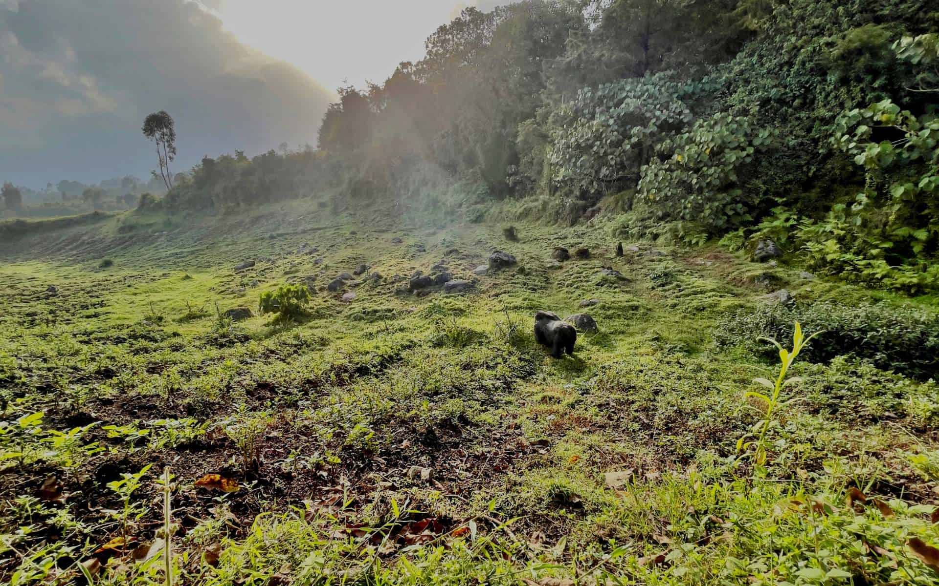 Mountain Gorilla Trekking in Rwanda 