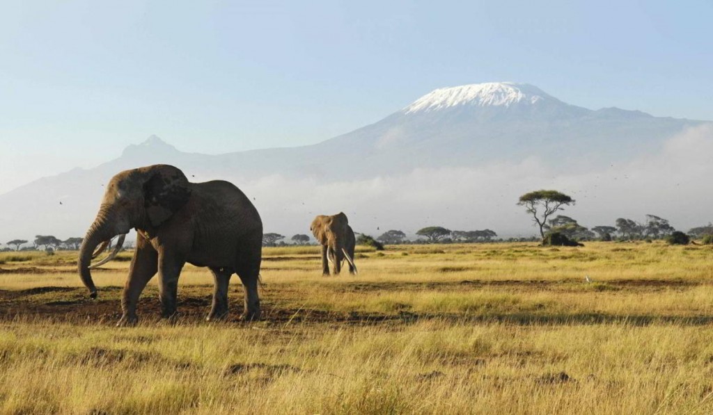 9 Days Kenya Wildlife Safari