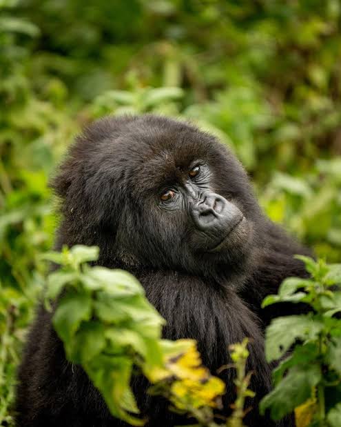 Mountain Gorilla Families of Rwanda