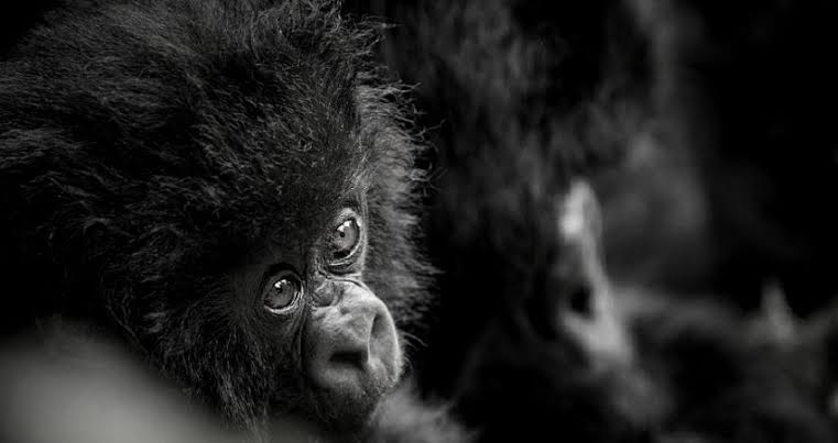 Is Gorilla Trekking Ethical?