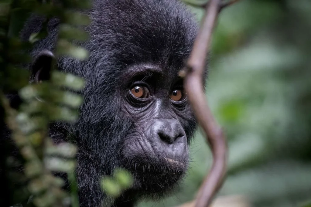 5 Days Great Apes Safari