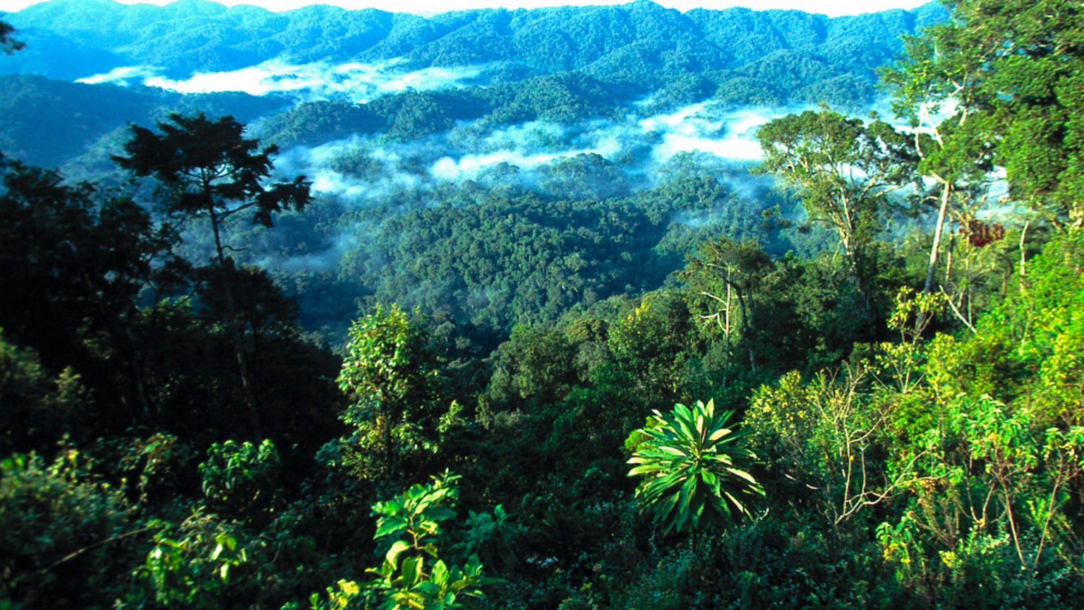 Gorilla Trekking Safari in Rwanda