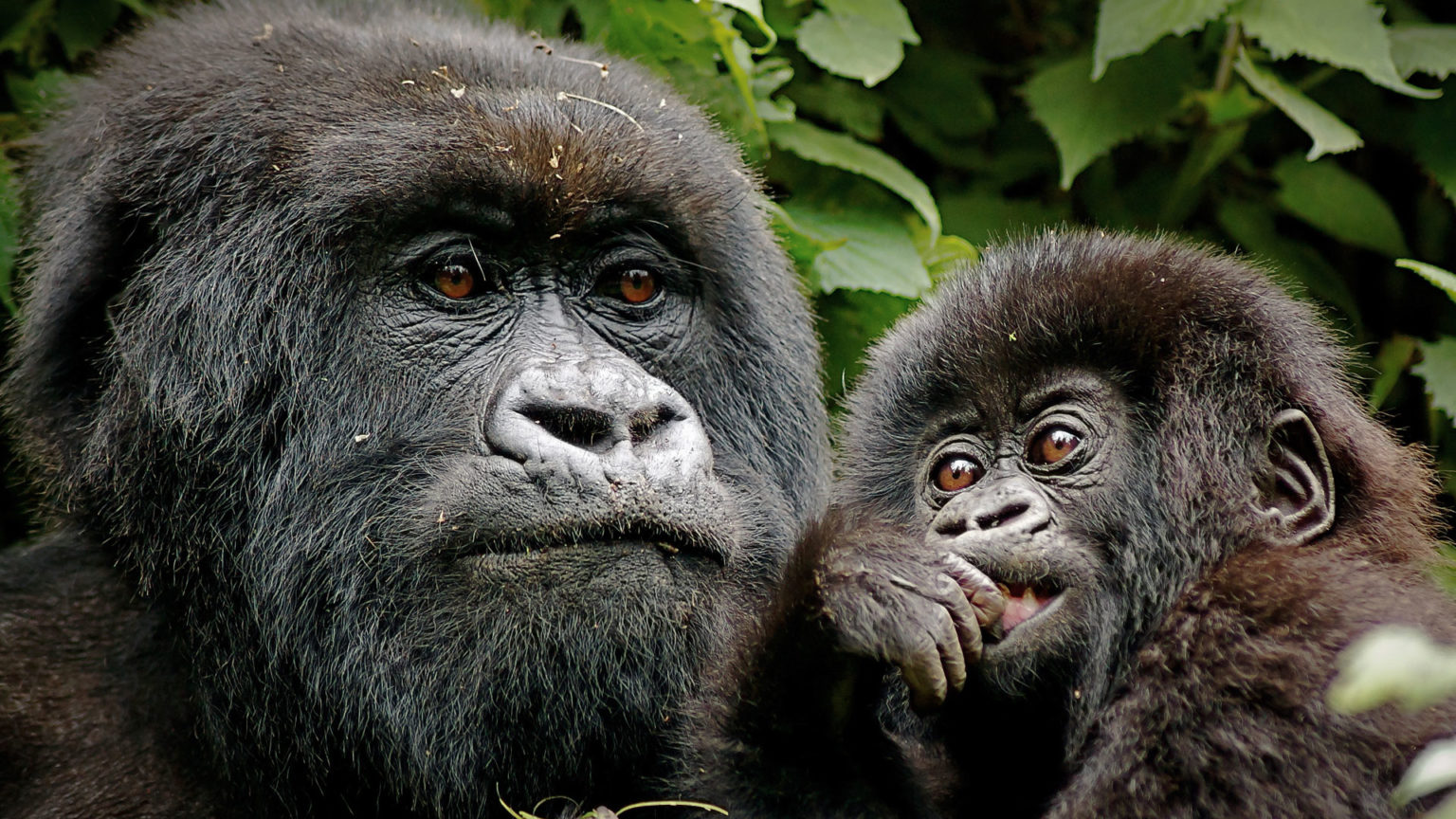 Gorilla Trekking Safari in Rwanda