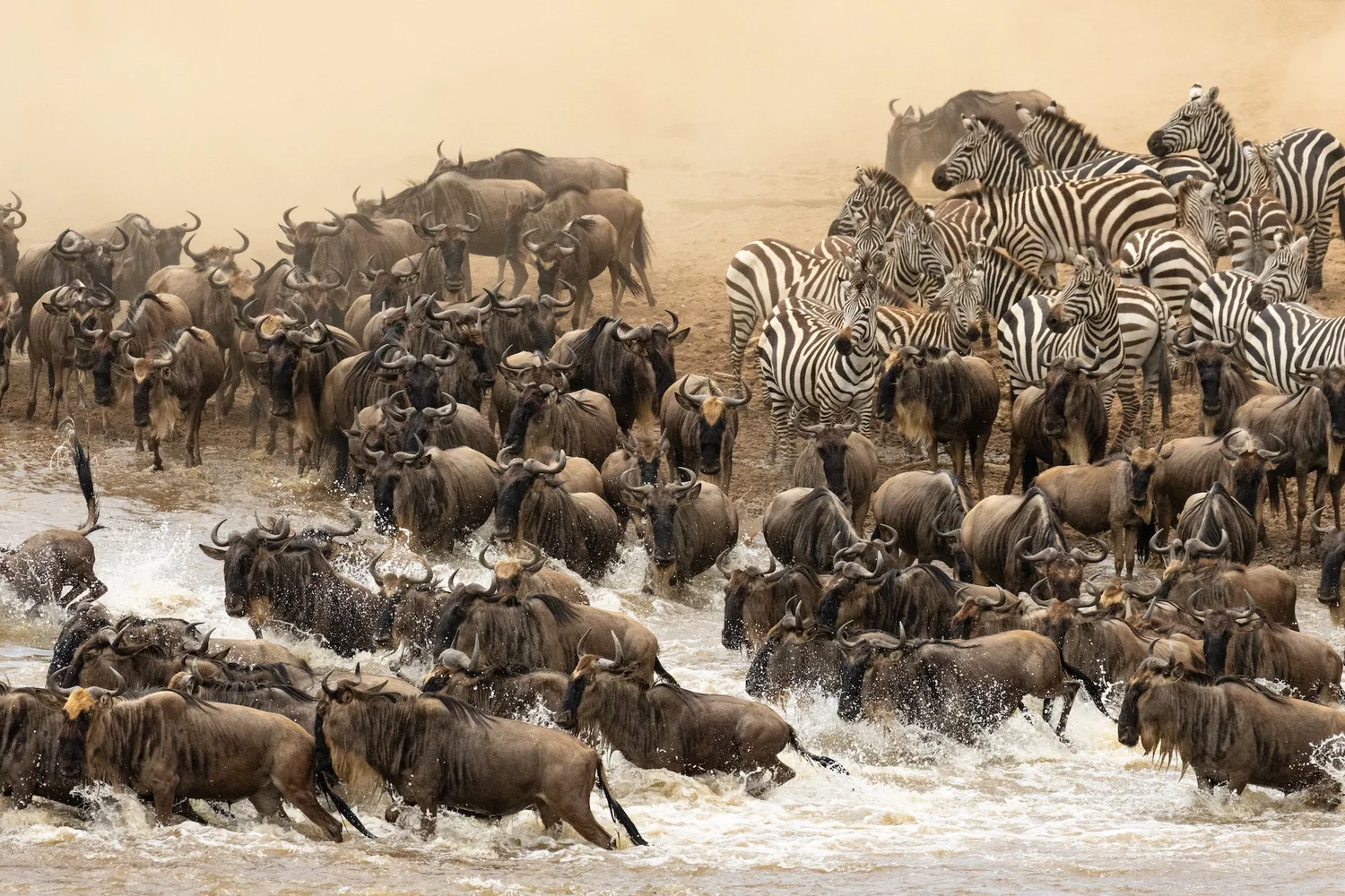 The Wildebeest Migration in July