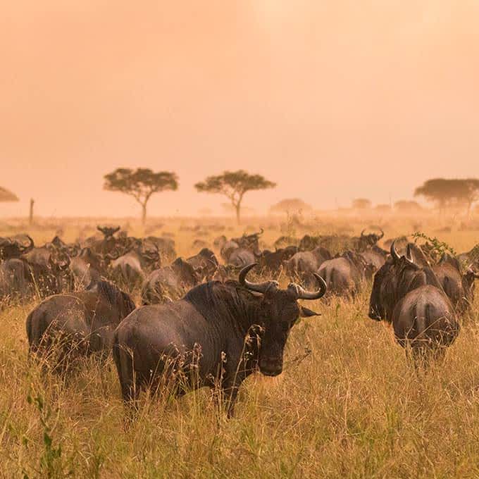 4 Days Migration River Crossings Safari