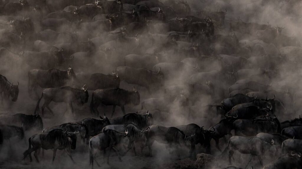 Great Wildebeest Migration Safaris