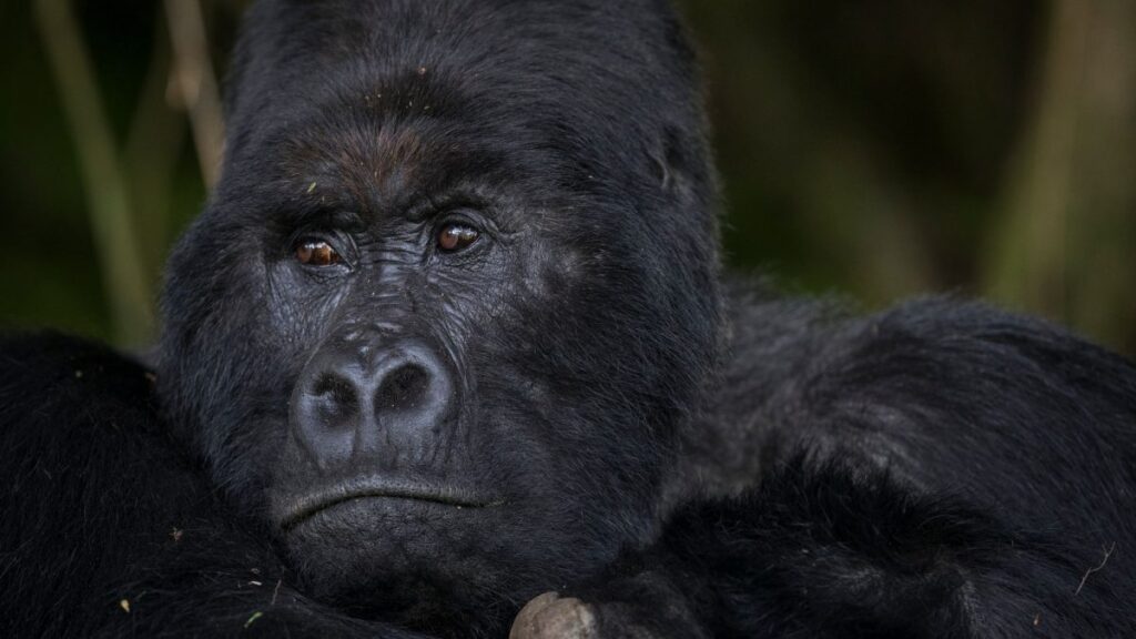 5 Days Double Gorilla Trekking in Uganda