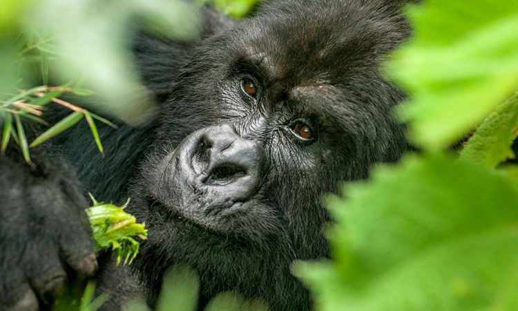 Mgahinga Gorilla National Park