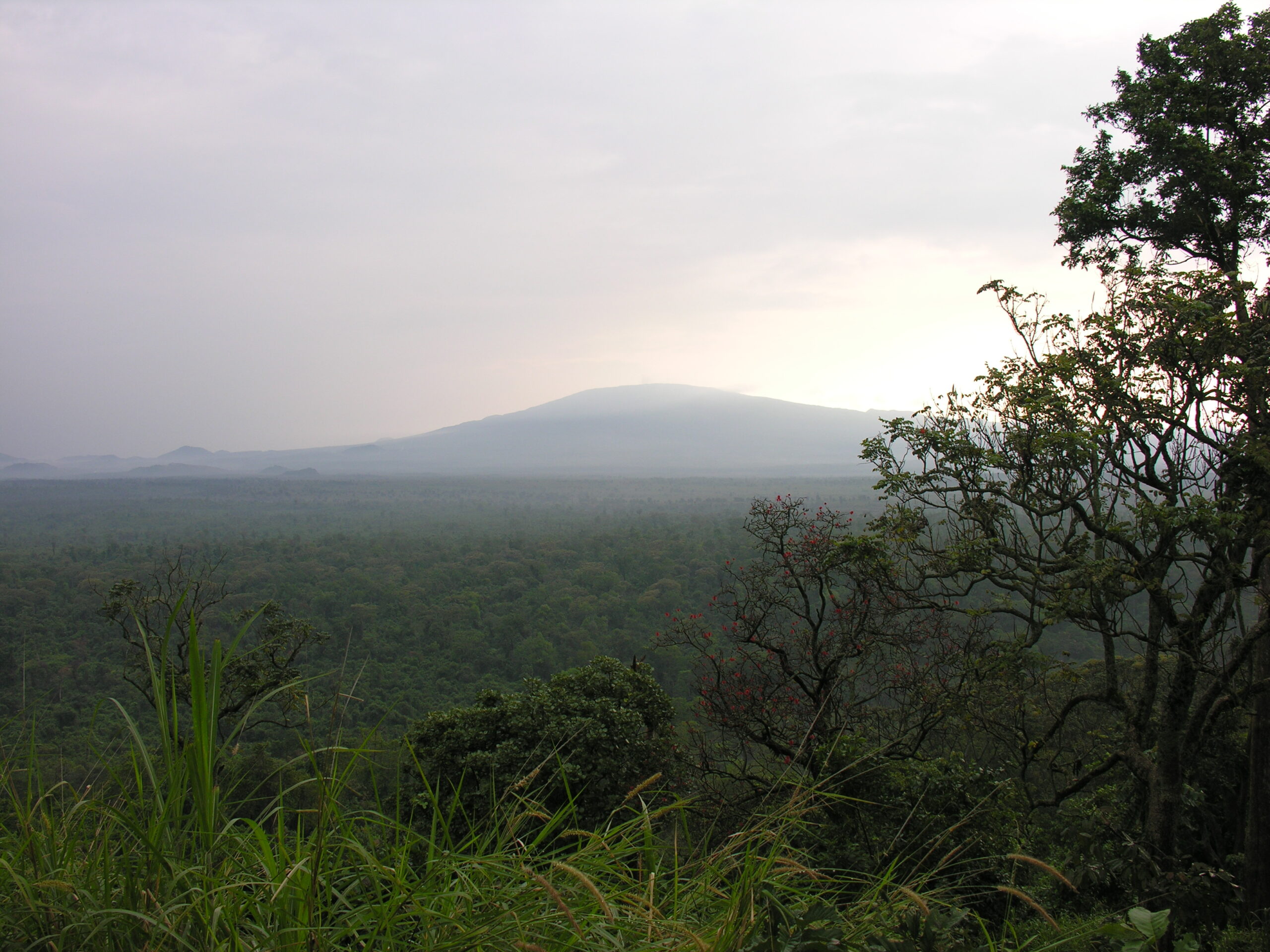 3 Days Rwanda Gorilla & Golden Monkey Safari