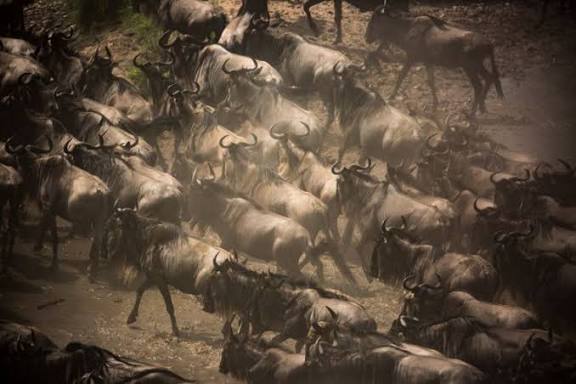 The Great Migration River Crossings