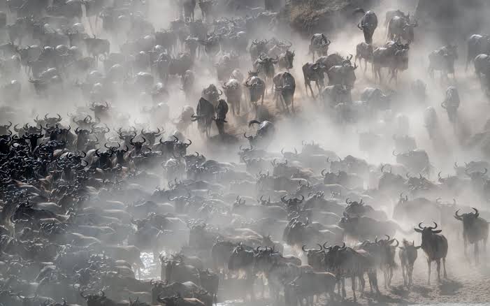 Great Wildebeest Migration Safaris