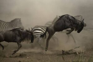 The Great Migration River Crossings