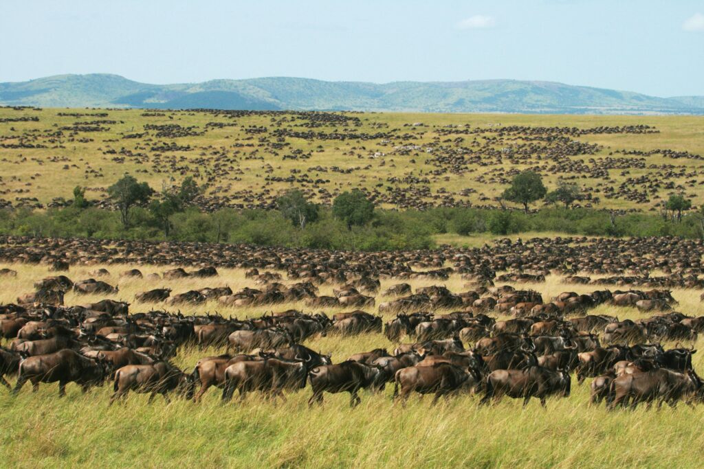 Great Wildebeest Migration Safaris