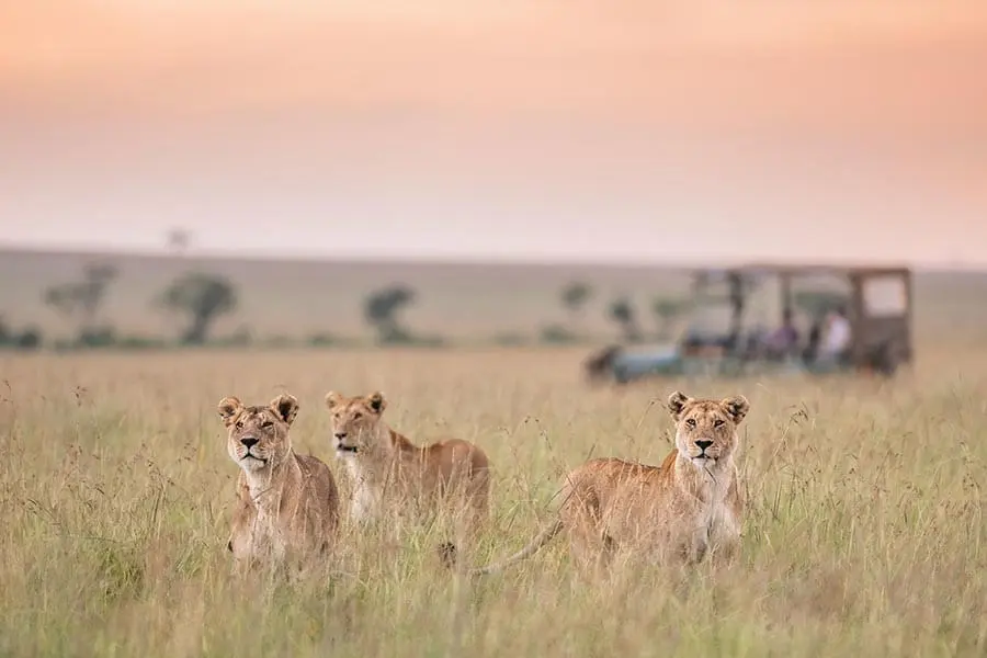 Best Time to Visit the Masai Mara Vs the Great Rift Valley